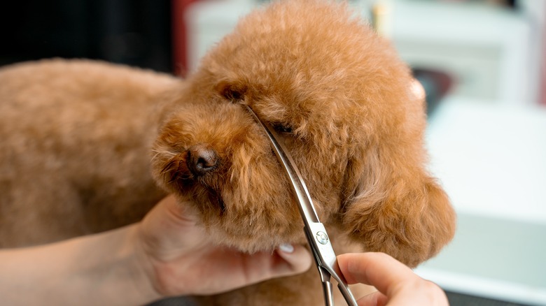 Dog having a small section of coat trimmed.
