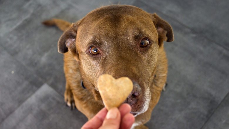 Dog staring intently at a heart-shaped cookie
