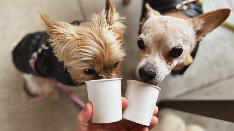 Two little dogs eating from pup cups