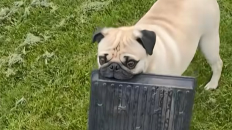 A small pug standing the grass with a tray in its mouth.