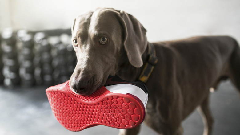 A brown dog holding a red-soled shoe in its mouth.