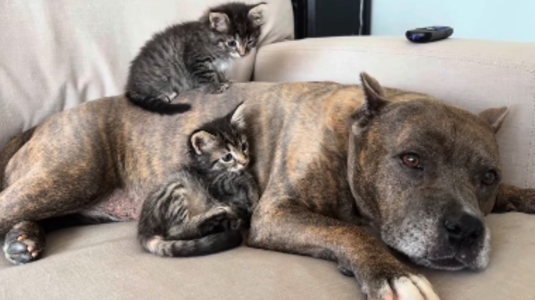 A rescued pit bull named Shari helps foster kittens.
