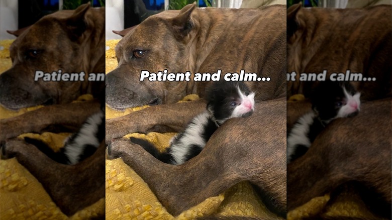 A dog and a kitten in bed together.