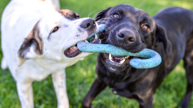 A white dog and a black dog playing a toy outdoors.