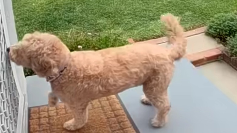 A blonde dog waiting at a door.