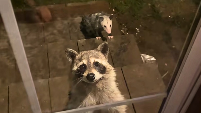 Raccoon and possum wait outside of a glass door.