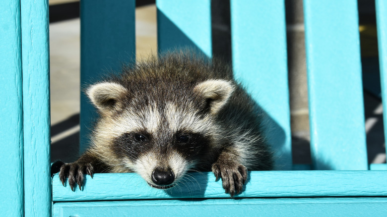 A close up of a baby raccoon with his head and two front paws dangling over the seat of an aqua blue Adirondack lawn chair.