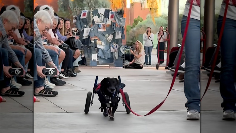 Dachshund in wheelchair
