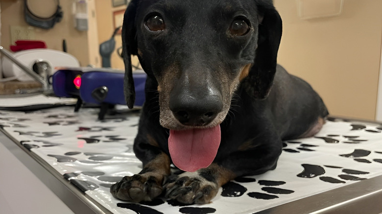 Close-up of dachshund with tongue hanging out