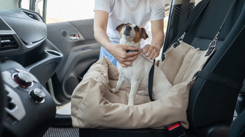 Person helps secure Jack Russell terrier into car seat.