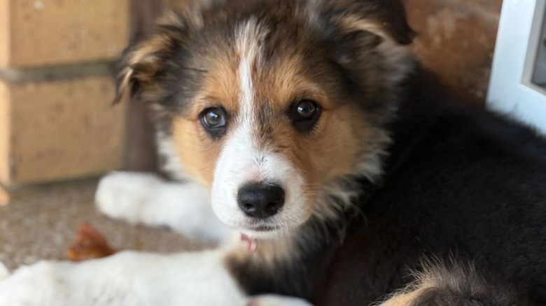 Ivy the border collie puppy