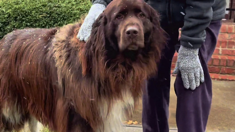 Chewy the Newfoundland dog from TikTok enjoys the snow.