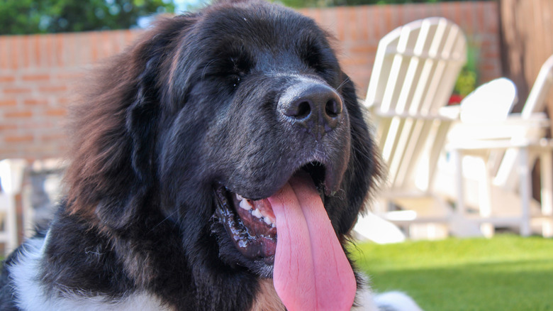 Newfoundland dog soaking up the sun with its tongue out.