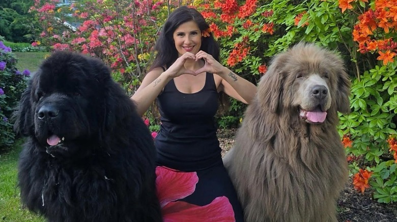 Two Newfoundland dogs sit with their owner.