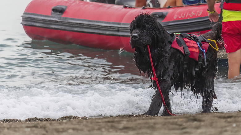 Newfoundland dog in rescue gear walks on the beach beside a life raft.