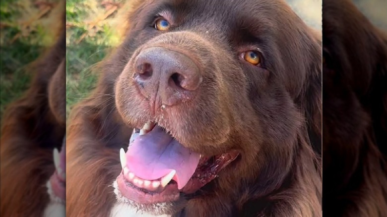 A close-up of Chewy