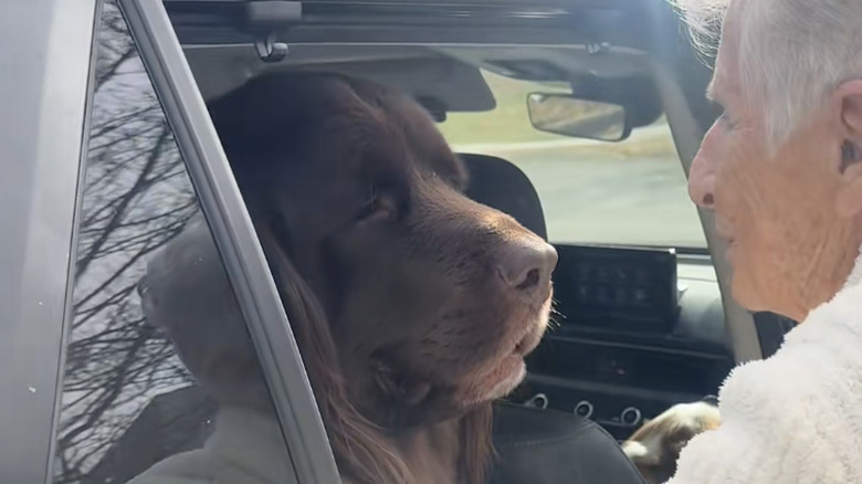 Chewy the Newfoundland dog from TikTok is sad when he leaves his grandma.