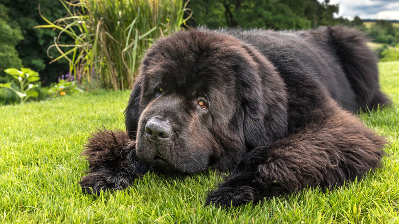 A Newfoundland dog lays on the grass.