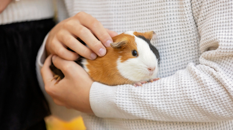 Guinea pig being held in a person's arms