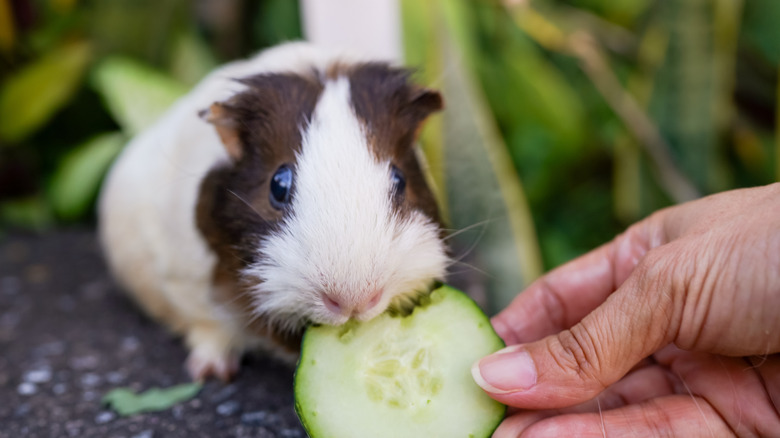 Guinea pig being hand-fed a cucumber slice