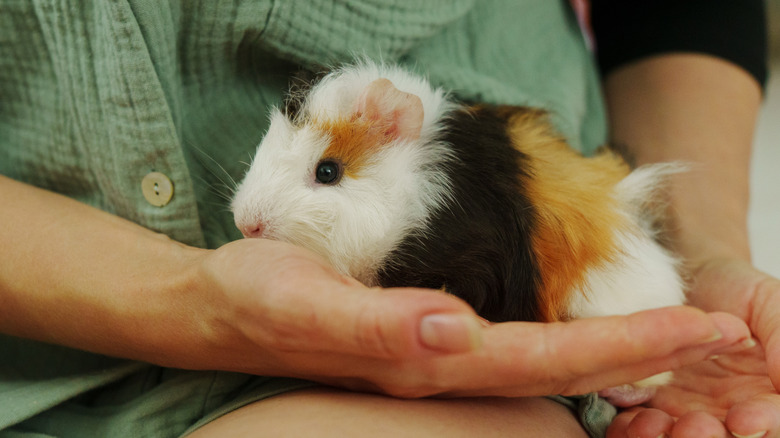 Guinea pig being held in a person's hand