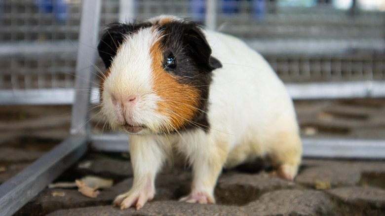 Close-up of a guinea pig