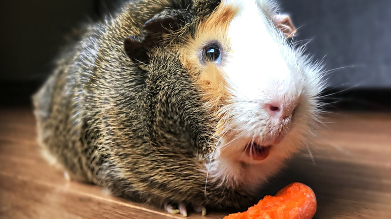 Happy guinea pig with a carrot