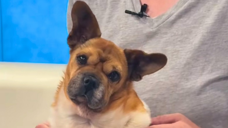Mixed breed dog cocks its head to the side while sitting in a person's lap.