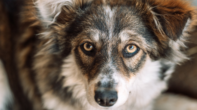Close-up portrait of mixed breed dog looking at camera in animal shelter.
