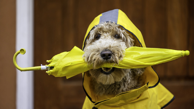 Sweet dog is ready for the rain with a coat and umbrella.