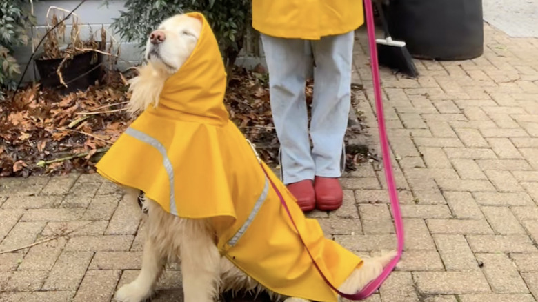 Golden retriever wears a yellow raincoat while enjoying the wet weather on TikTok.