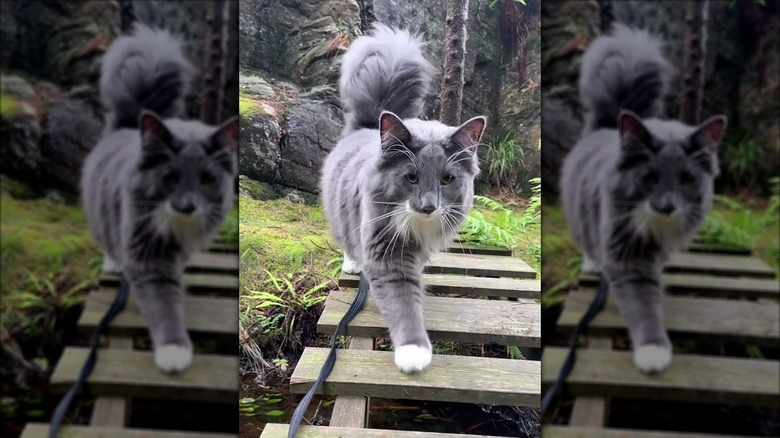Norwegian forest cat outside, walking over a small wooden bridge