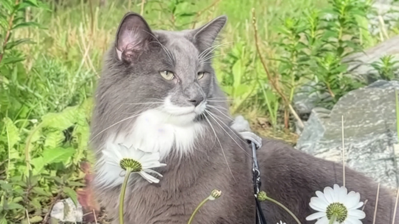 Norwegian forest cat outside amongst flowers and grass