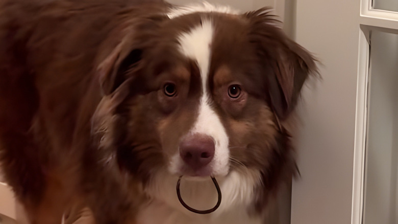 Australian shepherd with hair tie in his mouth