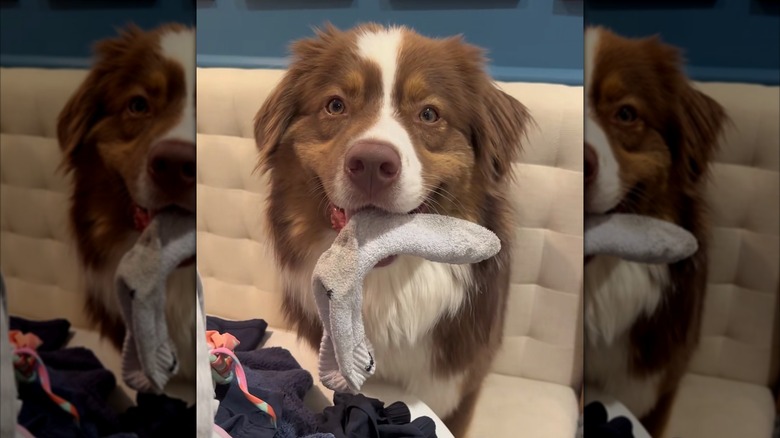 Australian shepherd with sock in his mouth