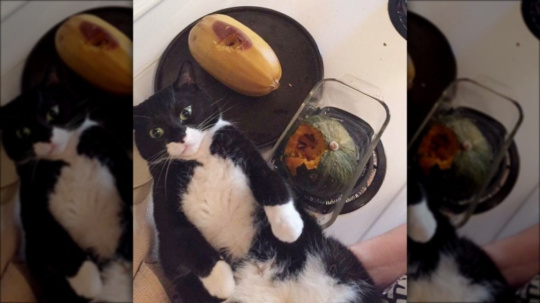a cat ruins dinner