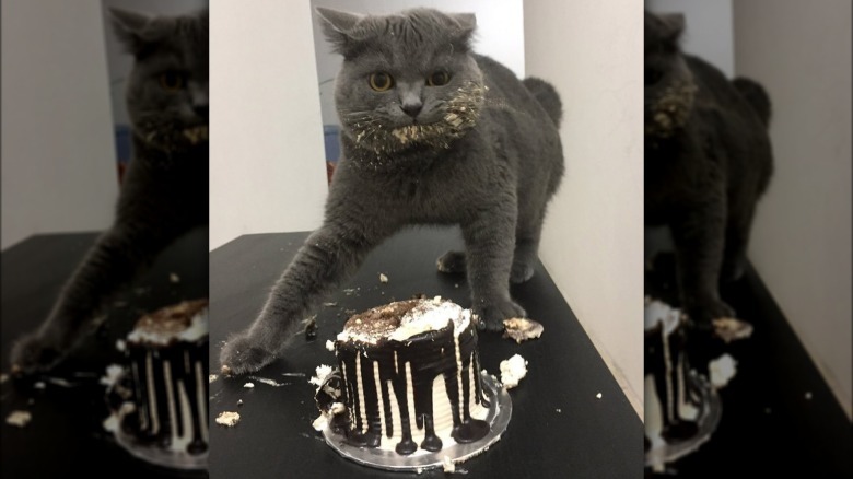 A cat eating a birthday cake