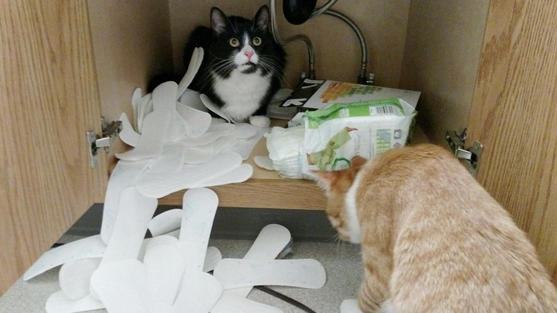 Cats open up box of maxi pads under the sink