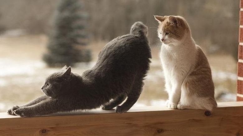 A cat stretching its behind at another cat's face