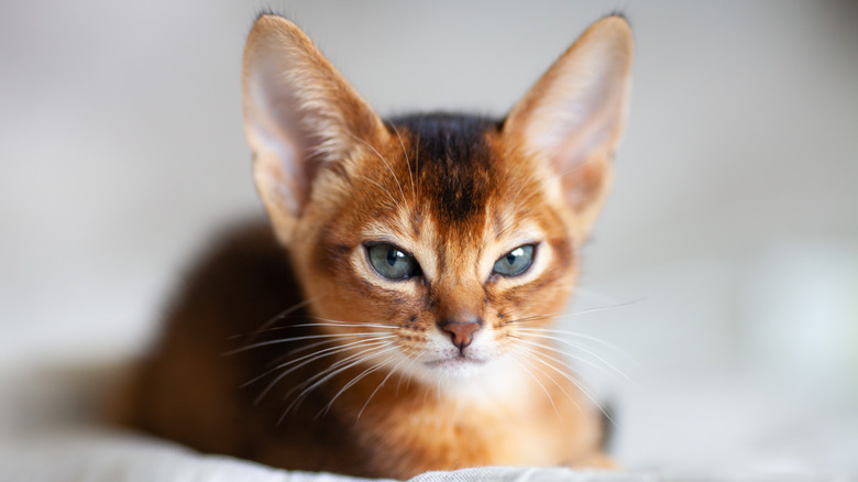 A rude cat giving the camera the stink-eye