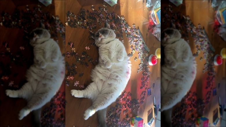 A cat sitting on puzzle pieces
