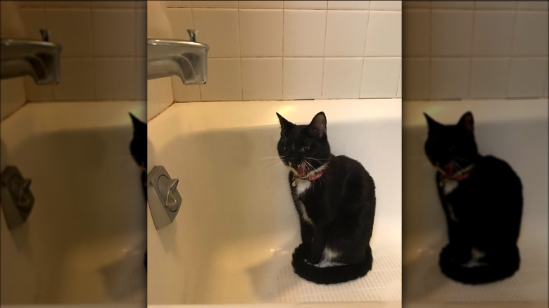 cat screaming at water droplets