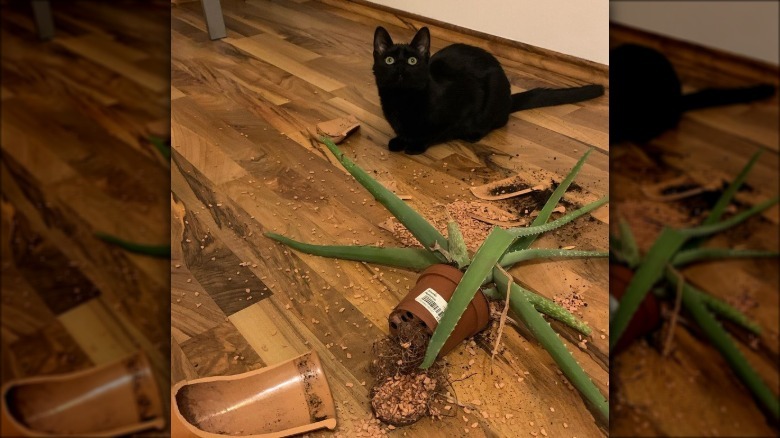 A black cat knocks over a plant