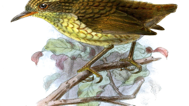 A drawing of the now extinct Stephen Islands wren