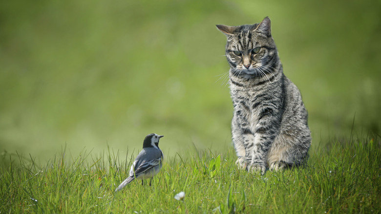 A cat staring down a bird outside