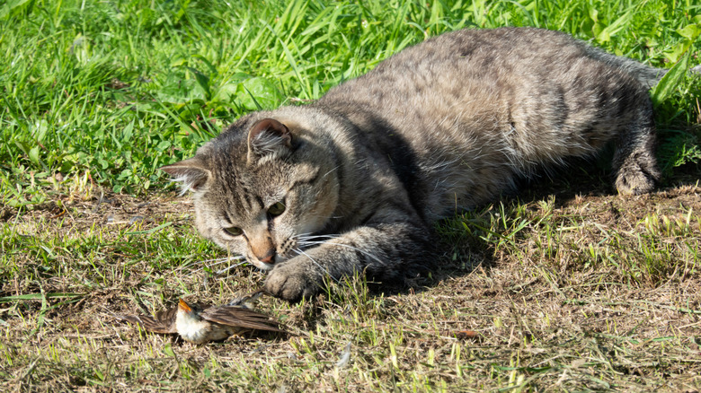 An outdoor cat paws at a bird on the ground