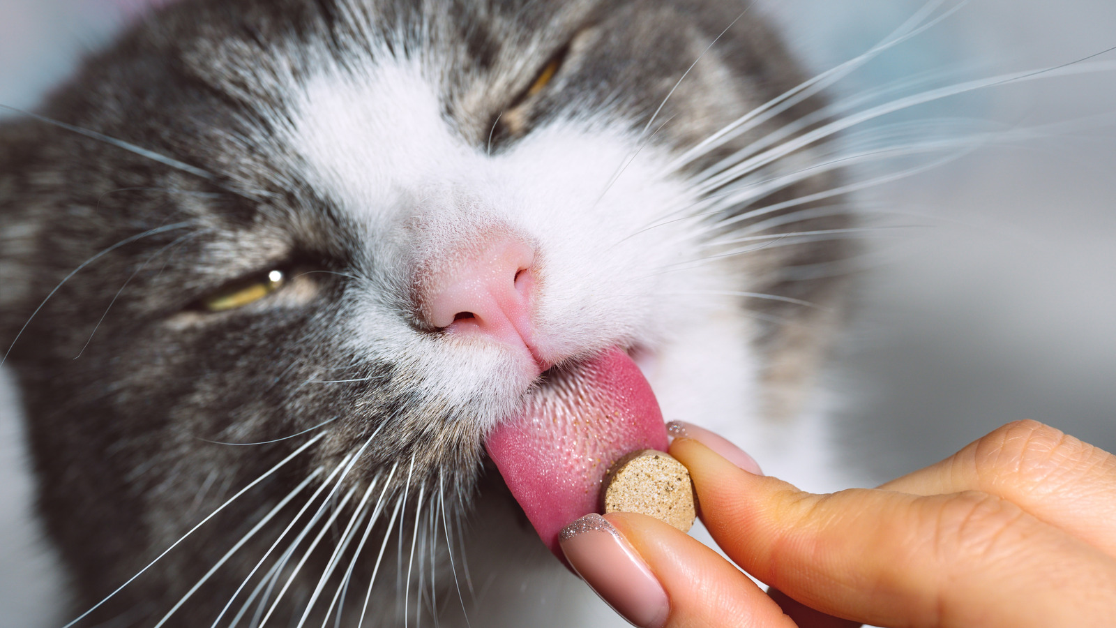 Why Butter Is One Of The Best Foods To Hide Cat Pills - Concealing Cat Medication In Cheese Sauce