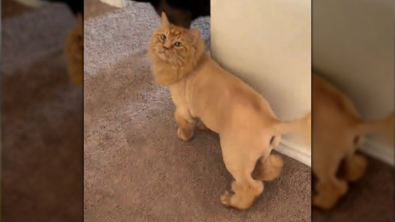 Mario the orange cat showing off his lion cut