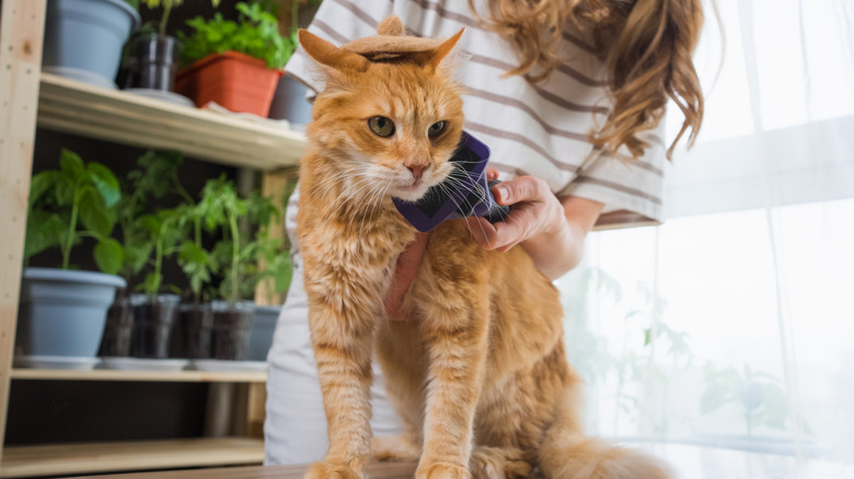 An orange cat being groomed