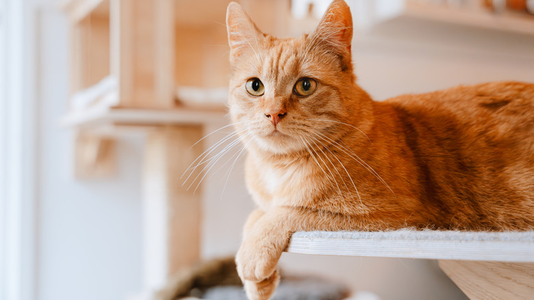 Ginger cat lies comfortably on a wooden cat tree shelf.